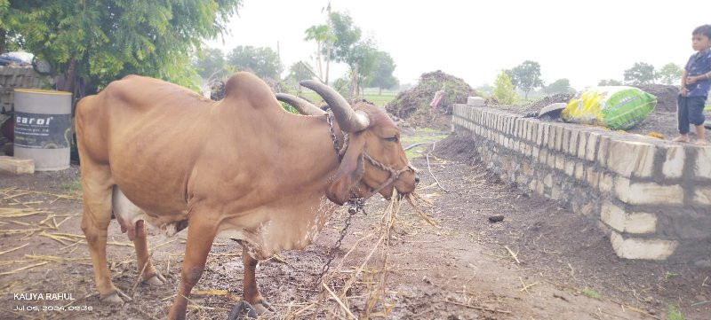 ગાય વેચવાની સે