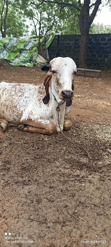 વાછડો વેચવાનો છ...