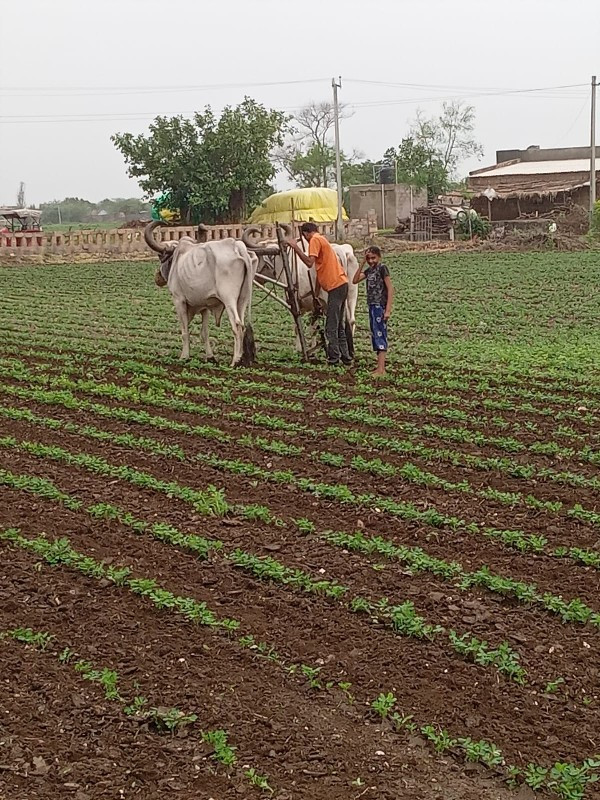 બળદ વેચવાના છે