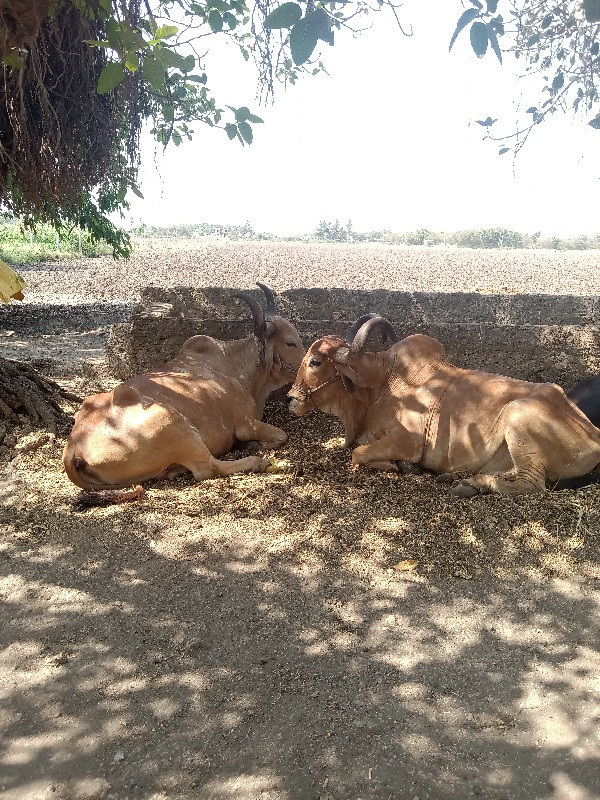 બળધુવેચવાના છે