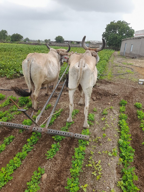 બળદ વેચવાના છે