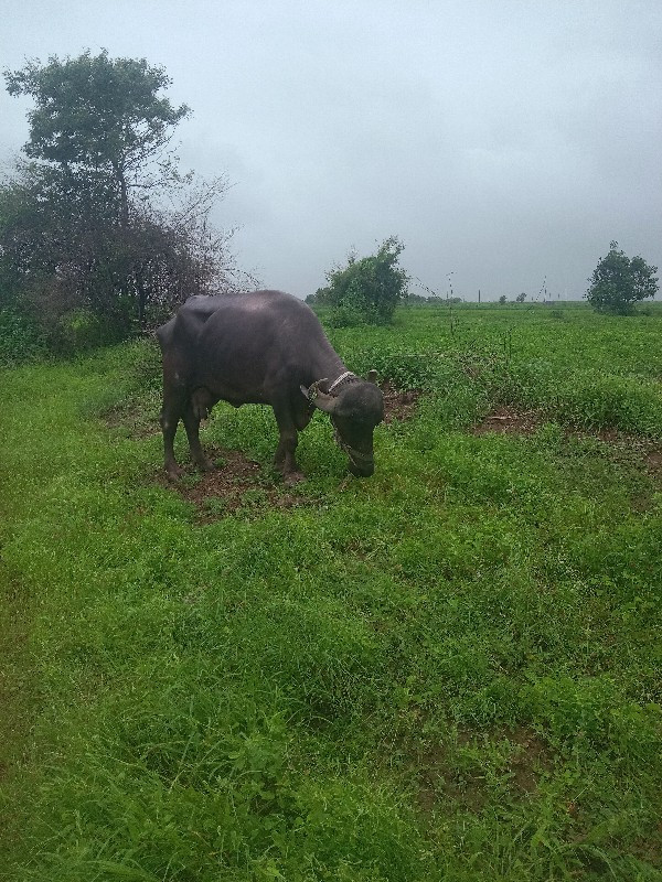 ભેંસ વેચવાની છે