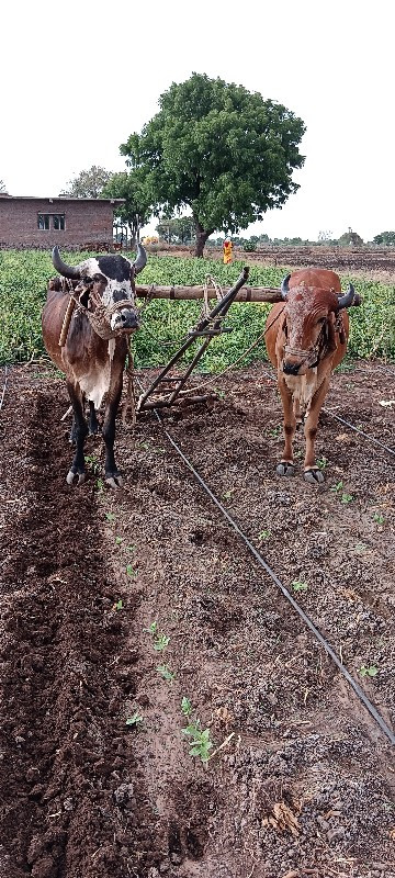 બળદ વેચવાના છે