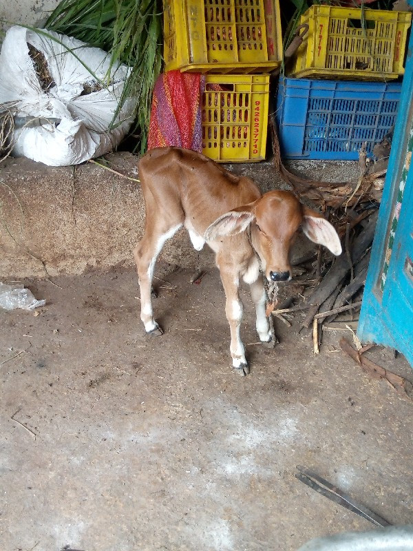 ગાય વેશવાનીસે