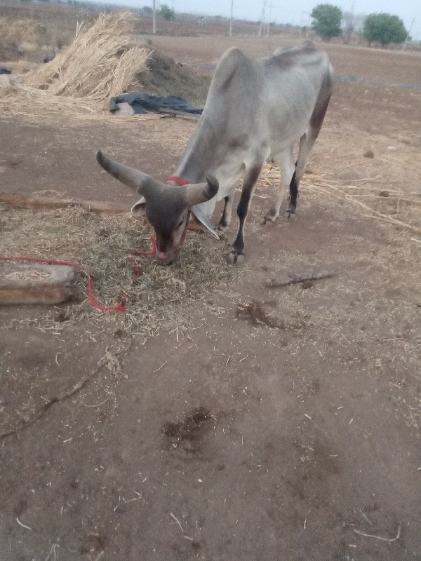 ઘોઢલોવેસવાનોસેહ...