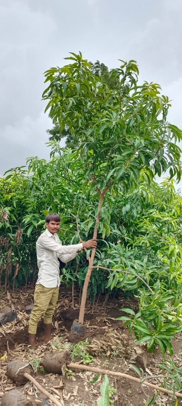 કેસર આંબાની કલમ