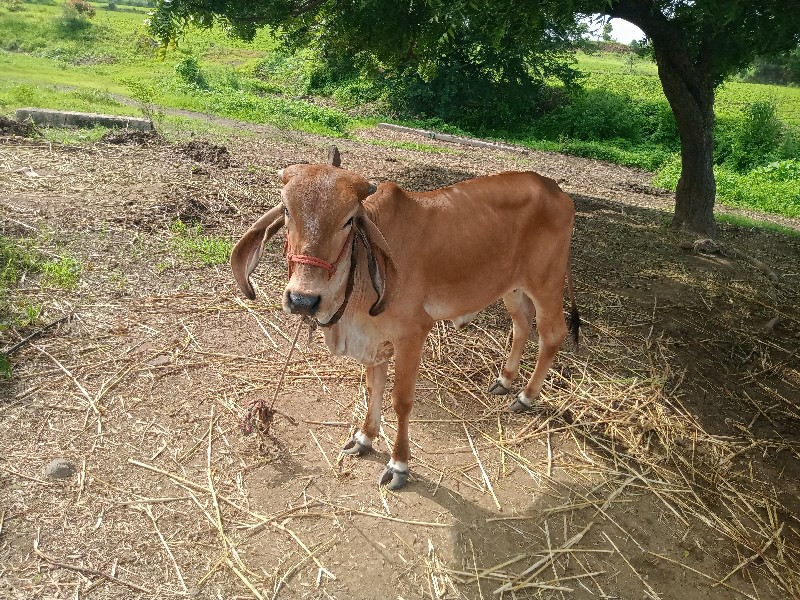 વાછડી વેચવાની છ...