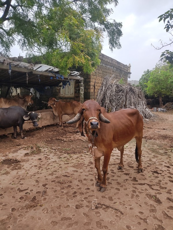 ઓરીજીનલ ગીર હોડ...