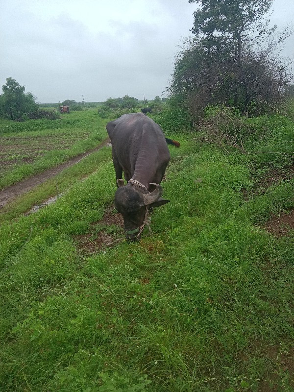 ભેંસ વેચવાની છે