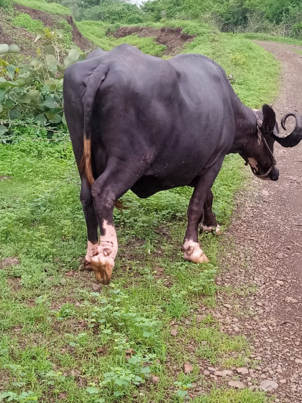 ભેંસુ વેચવાની છ...