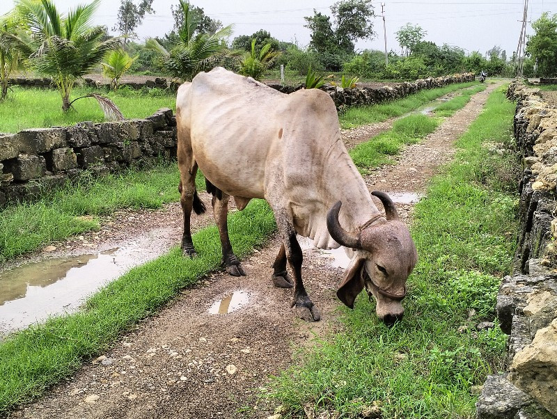 ગાય વેચવાની છે