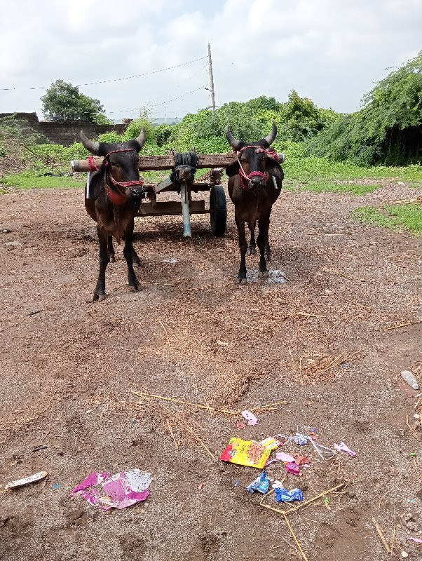 ગોઢલા વેચવાના છ...