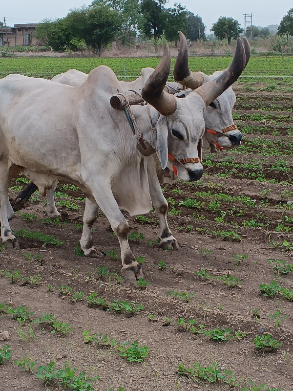 બળદ વેચવાના છે