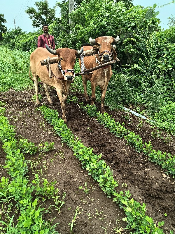 ગોઢલા વેચ વાનાછ...