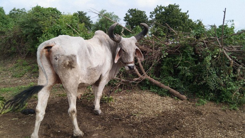 બળદ વેચવાનો છે