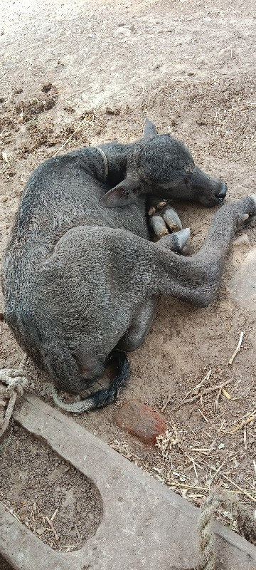 ભેંશ વેચવા ની છ...