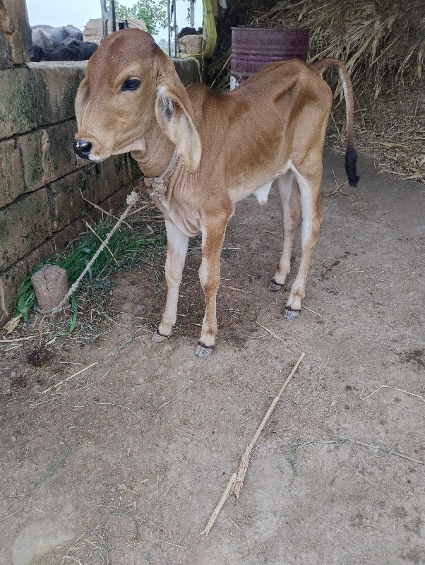 આ ગાય વેચવાની છ...