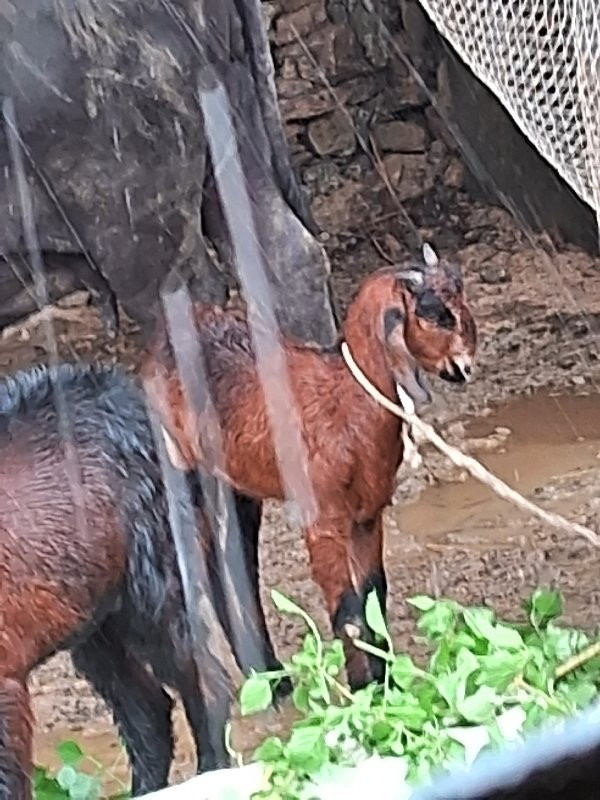 2અઠીમહીનાખાભછેબ...