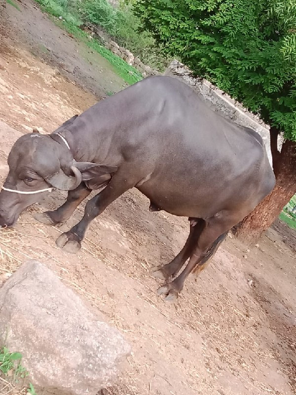 ખંખેરી વેચવાની...