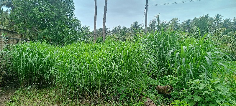 લીલું ખળ વેચવાન...