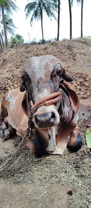 ખુટીયો