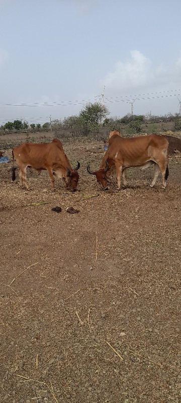 બળદ સોજા છે