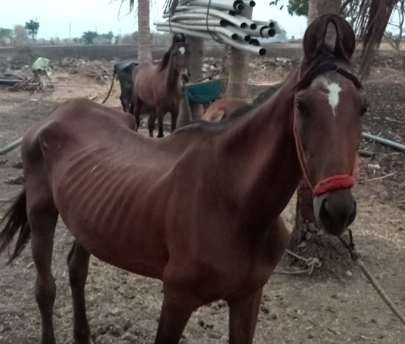 ઘોડી વેસવાની છે