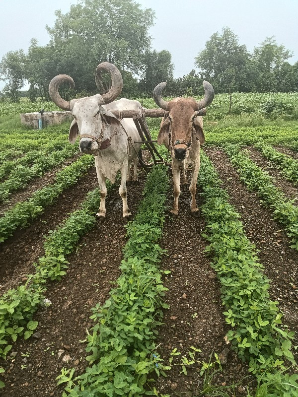 બળદ વેચવાનાછે