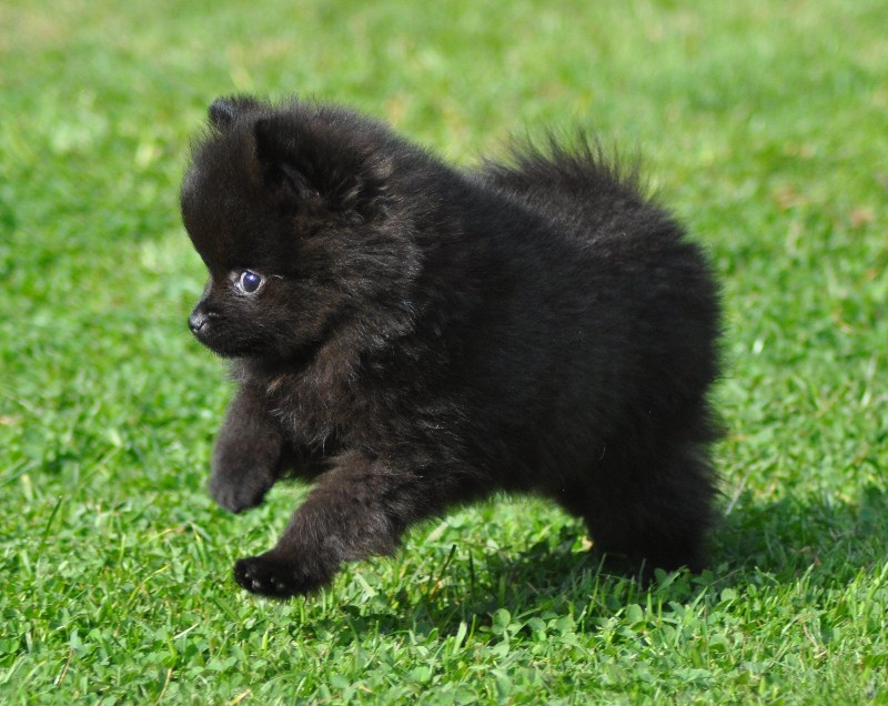 Pomeranian mal...