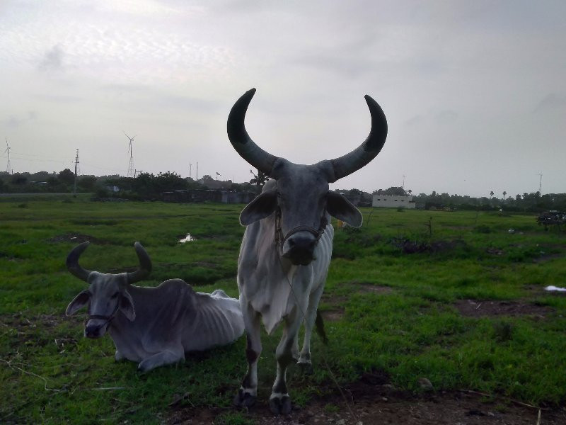 બળદ વેચવાના છે