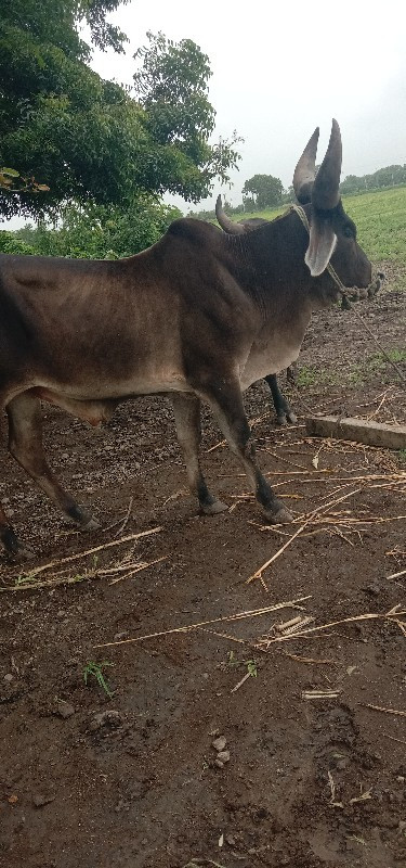 ગાડે હાલેછે