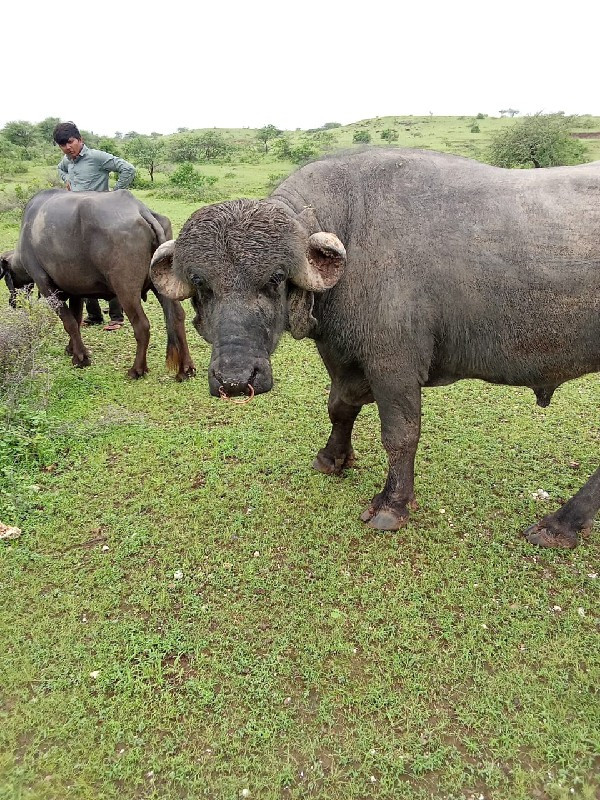 પાડો વેચવાનો‌