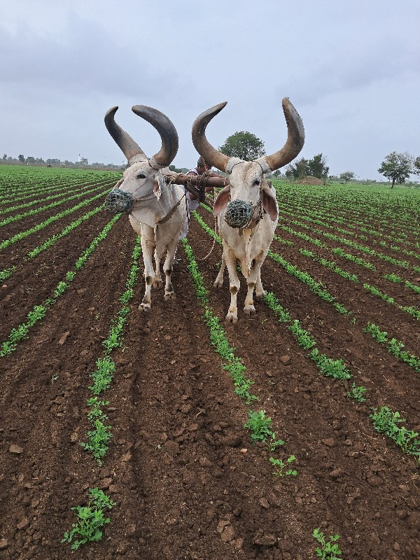 બળદ વેચવાના છે