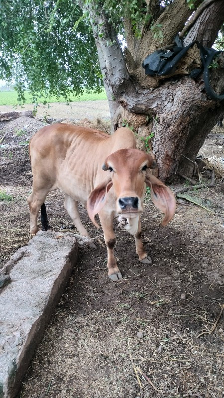 1 ગીર ગાય વેચવા...