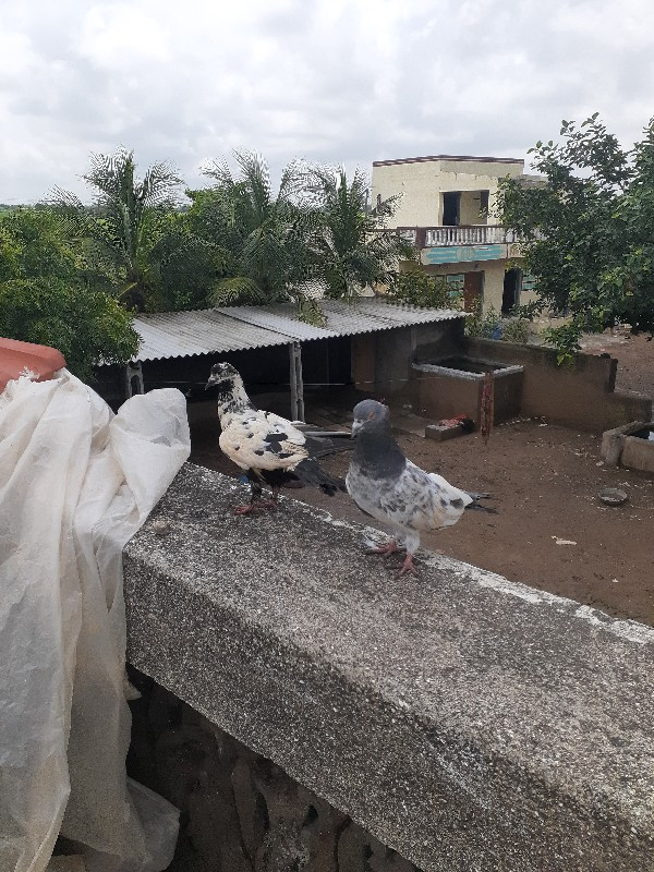 કબુતર વેચવાના છ...