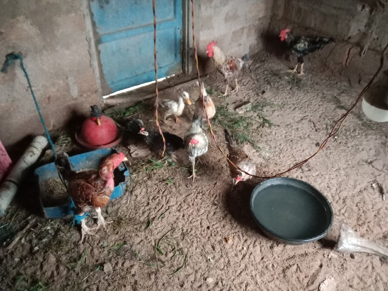 દેશી 4 મુરગા 🐓🐓...