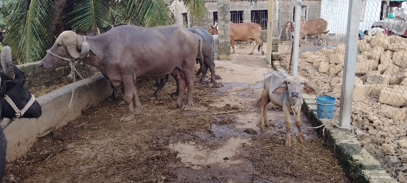 પાડી વેચવા નીચે