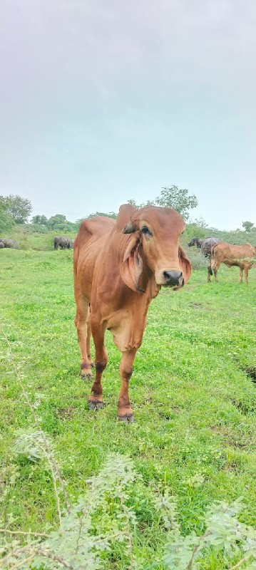 ગીર ખુટ વેચવાનો...