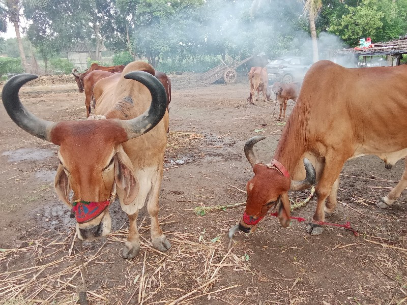 બળદ વેસવાના છે...