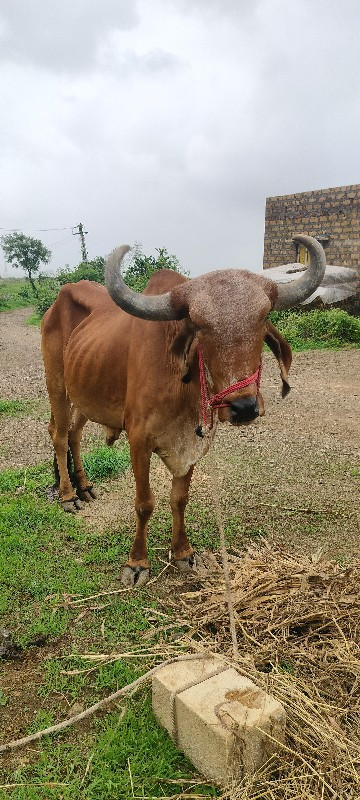 બળદ વેચવાનો છે