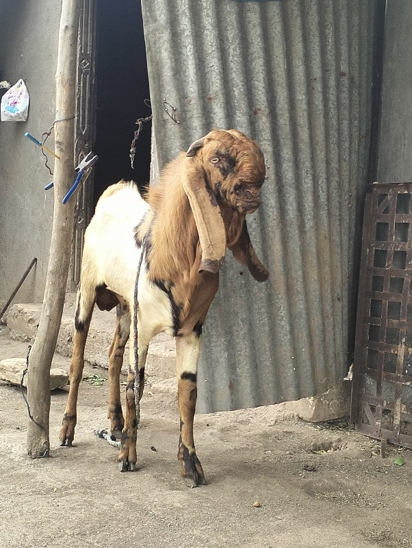 બગસરા