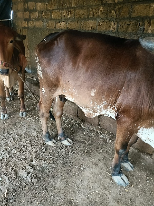 ગાય વેચવાનું છે