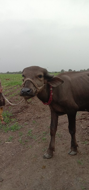 પાડી