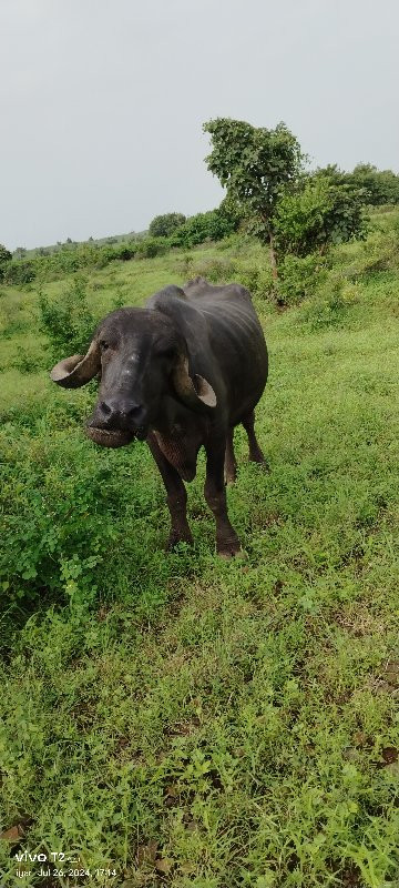 પેલું વેતર ખડેલ...