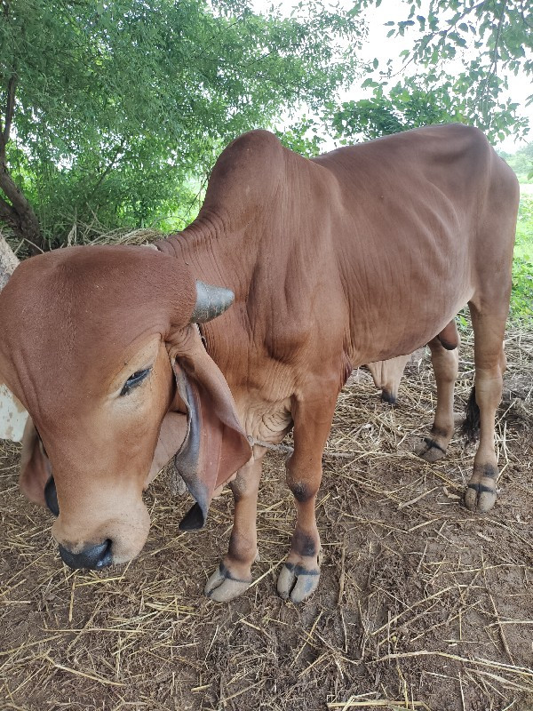 દેસી ગીર ‌વાછડો...