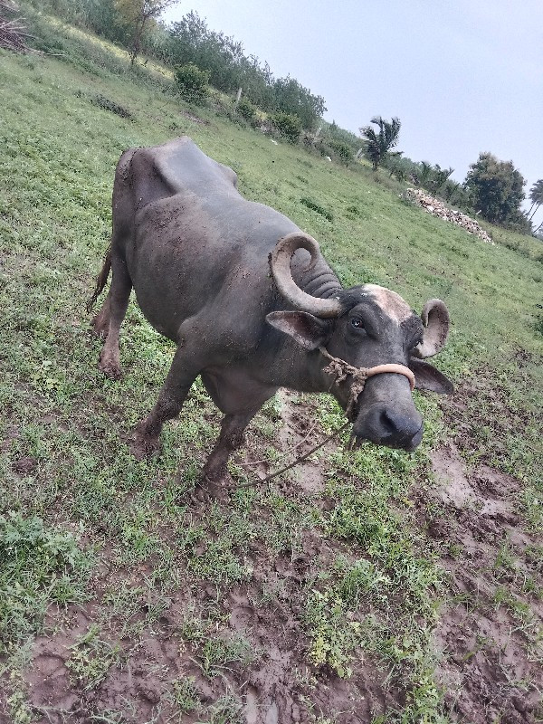 ભેંસ વેચવાની છે