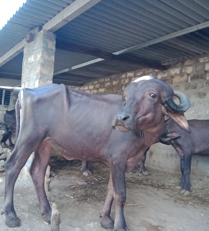 જાફરાબાદી ખડેલી