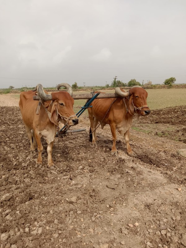 બડદ વેસવાના છે