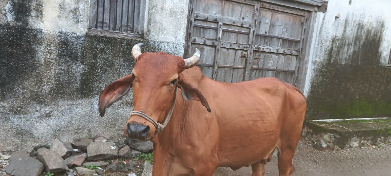 આ ગાય વેચવાની છ...