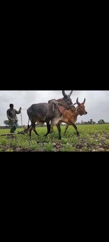 ગોઢલા વેચવાના છ...